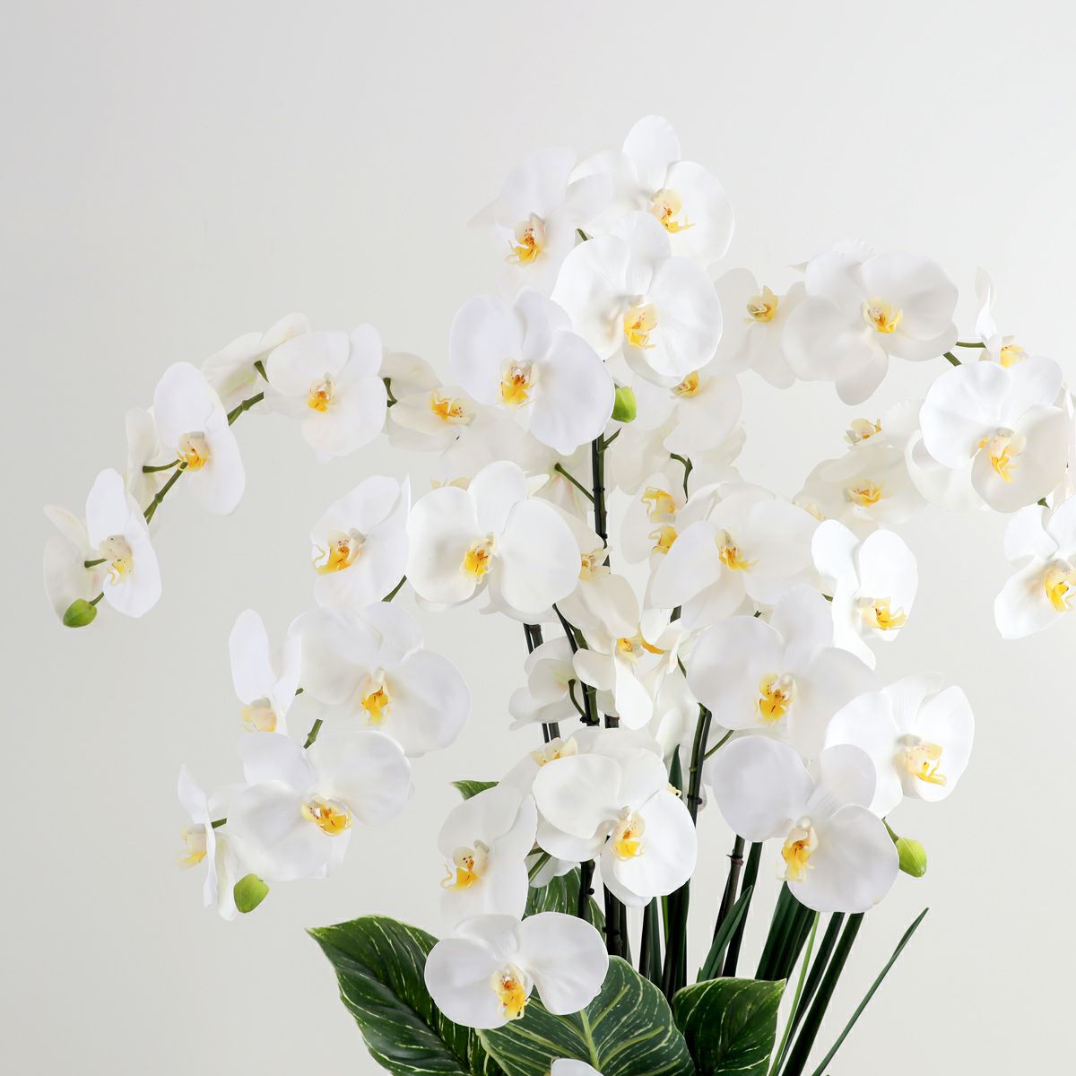 胡蝶蘭 はくらん[P-01]