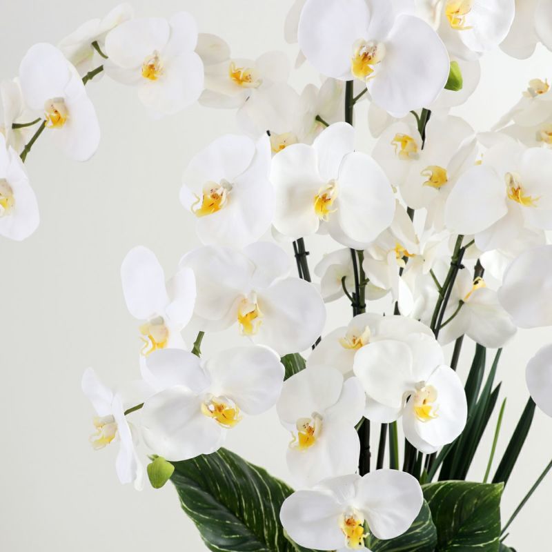 胡蝶蘭 はくらん[P-01]