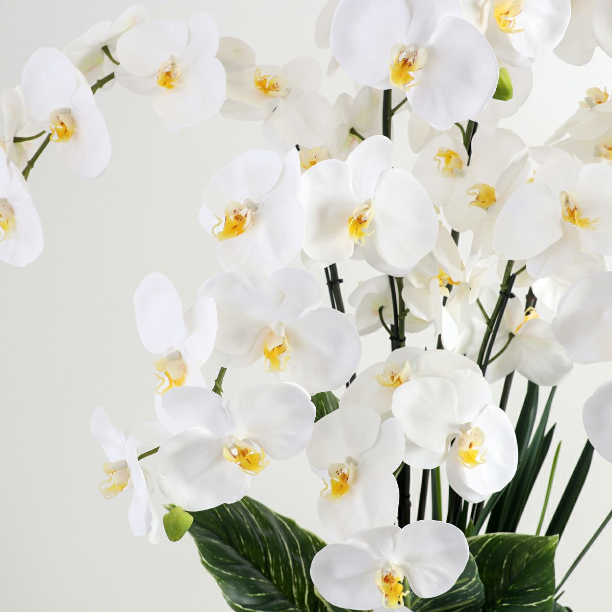 胡蝶蘭 はくらん[P-01]