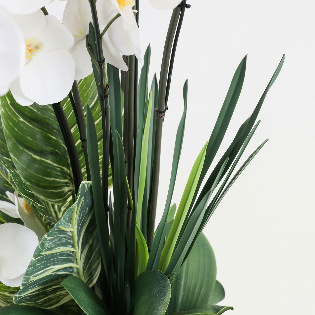 胡蝶蘭 はくらん[P-01]