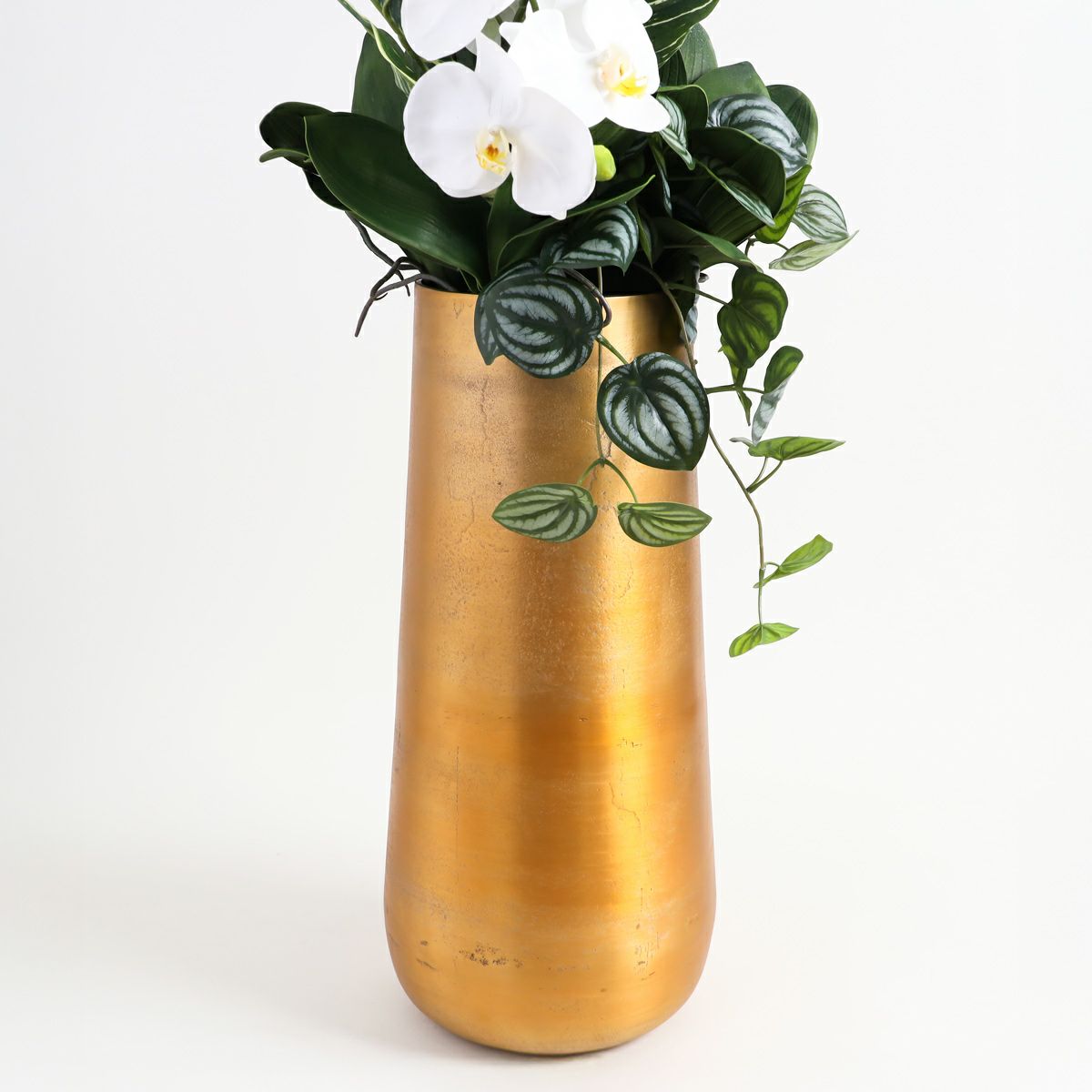 胡蝶蘭 はくらん[P-01]