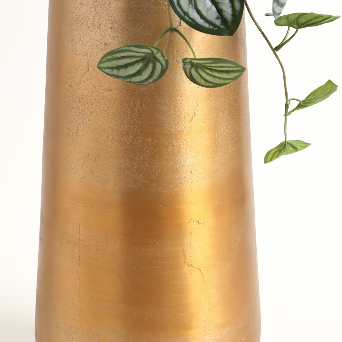 胡蝶蘭 はくらん[P-01]