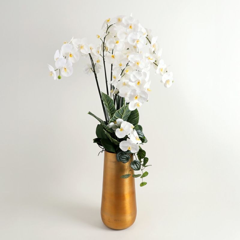 胡蝶蘭 はくらん[P-01]