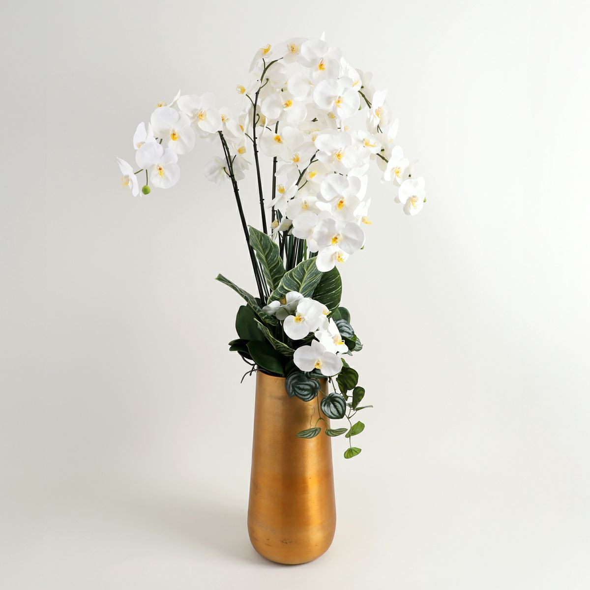 胡蝶蘭 はくらん[P-01]