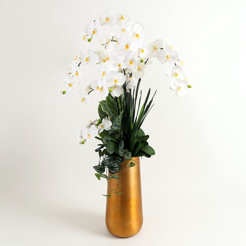 胡蝶蘭 はくらん[P-01]