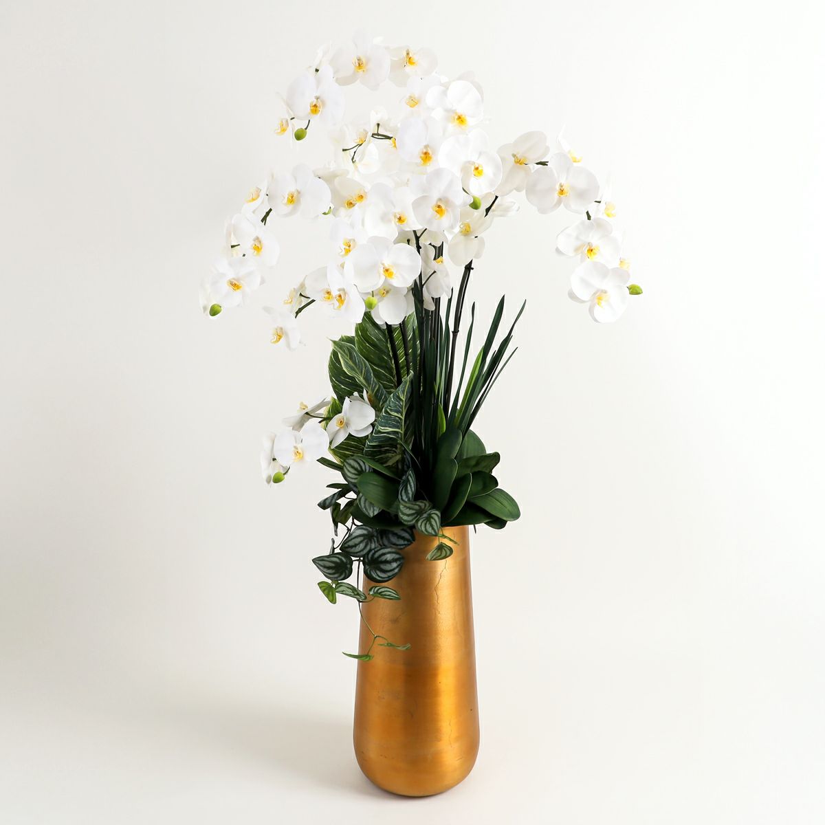 胡蝶蘭 はくらん[P-01]