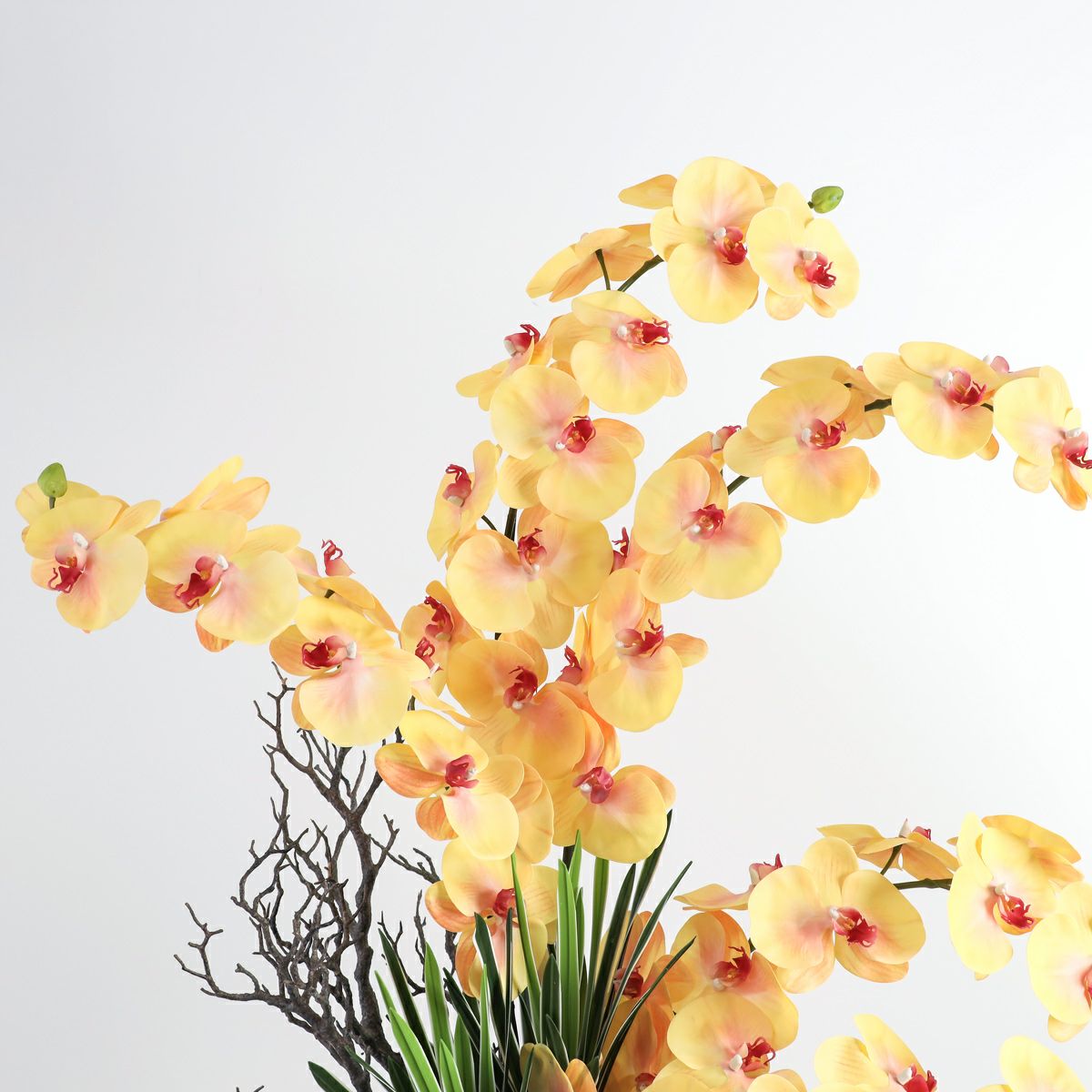 胡蝶蘭 はくらん[P-02]