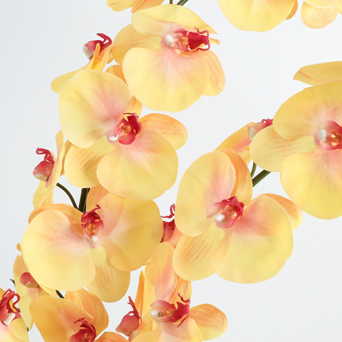 胡蝶蘭 はくらん[P-02]