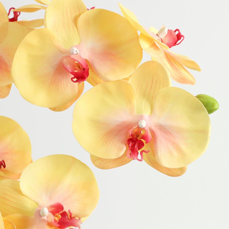 胡蝶蘭 はくらん[P-02]