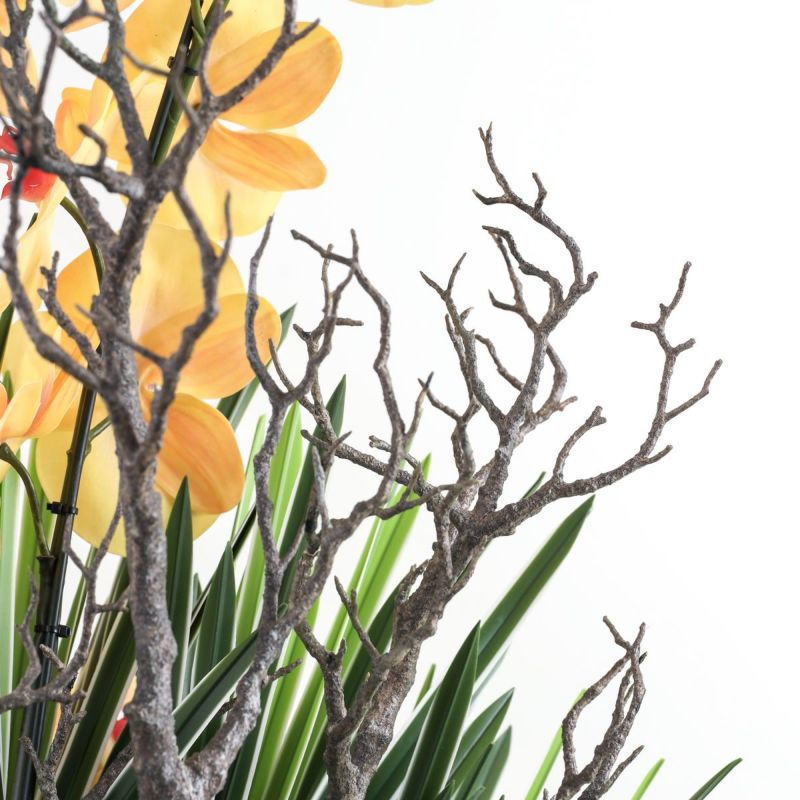 胡蝶蘭 はくらん[P-02]