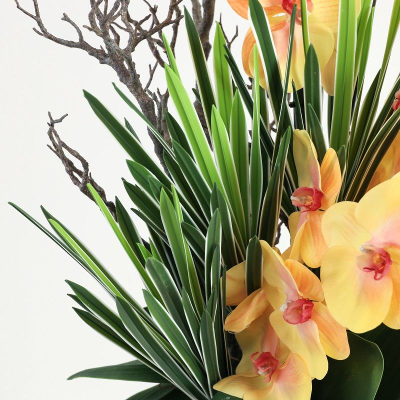 胡蝶蘭 はくらん[P-02]