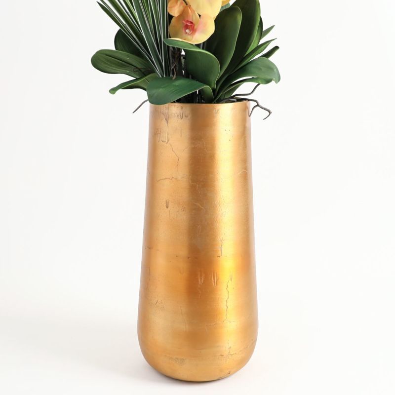 胡蝶蘭 はくらん[P-02]