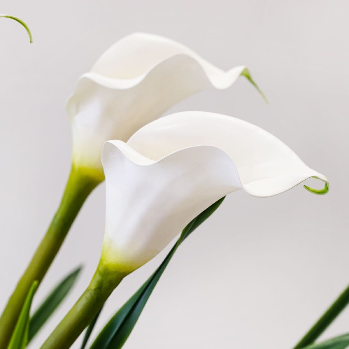 カラーリリー アレンジメント [47]