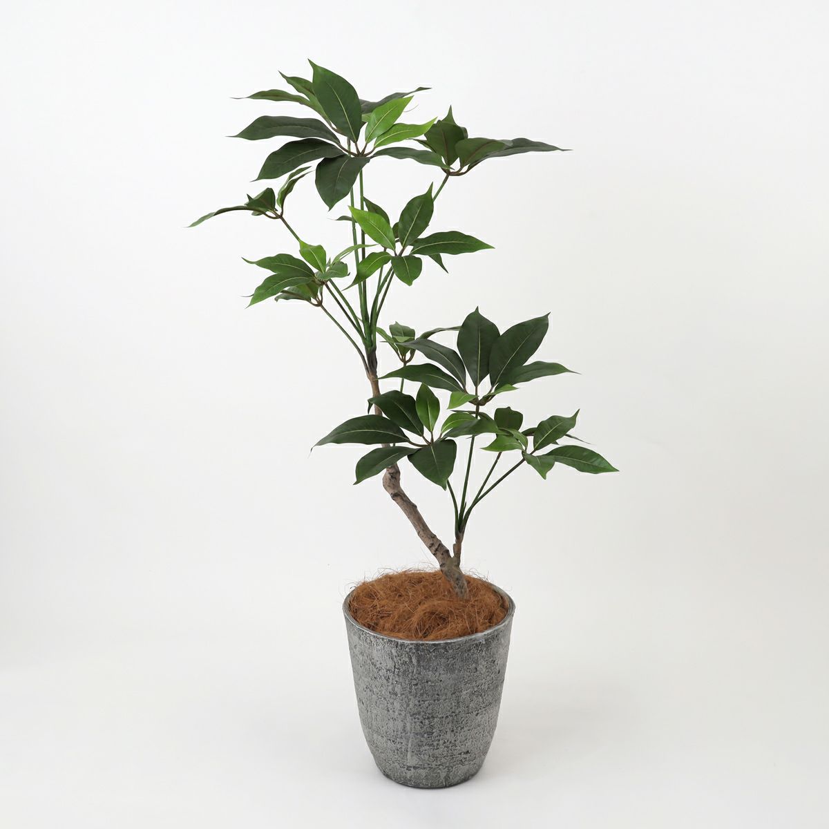 ツピタンサス フェイクグリーン [119]