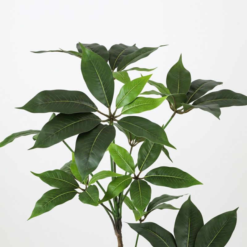 ツピタンサス フェイクグリーン [119]