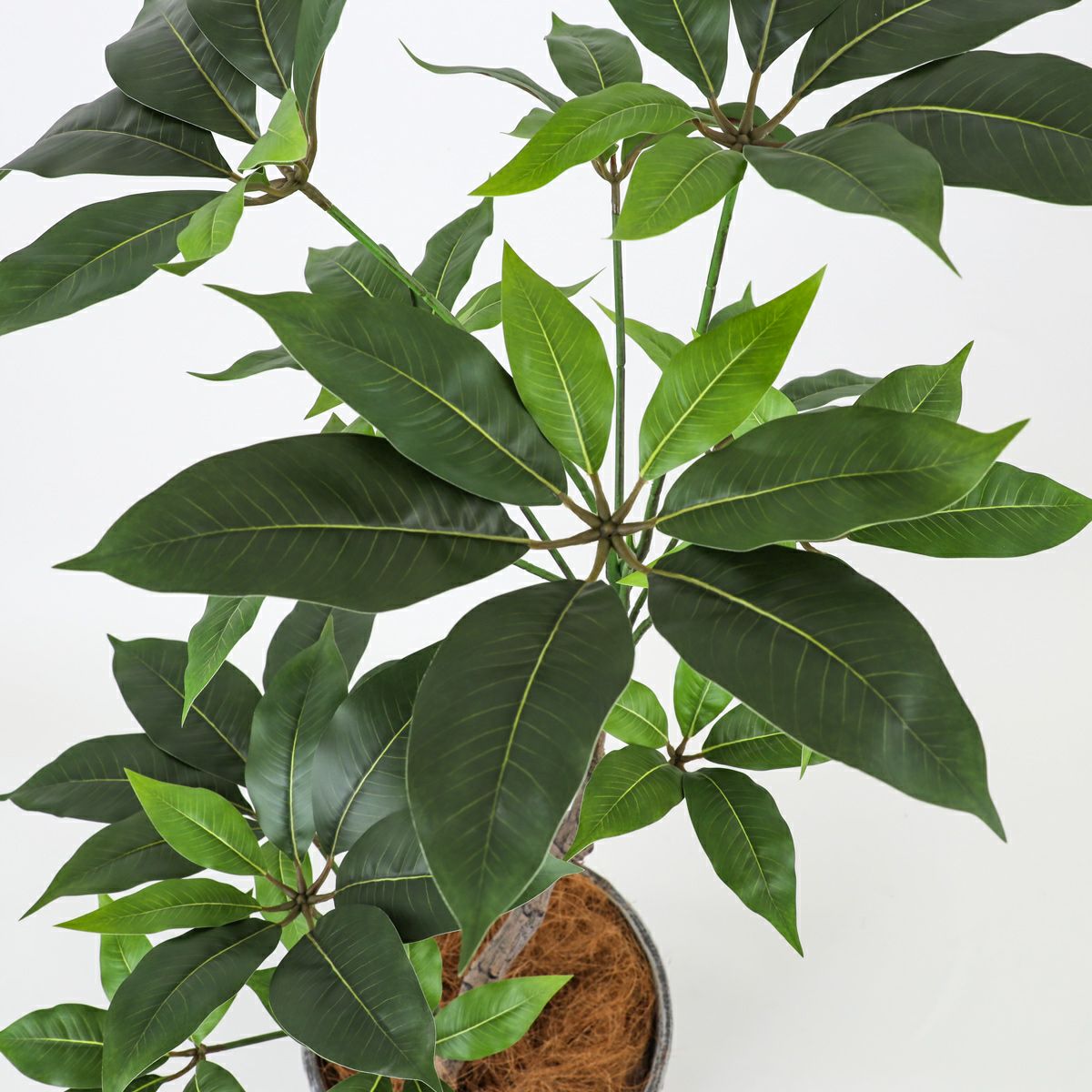 ツピタンサス フェイクグリーン [119]