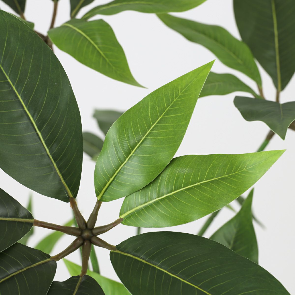 ツピタンサス フェイクグリーン [119]