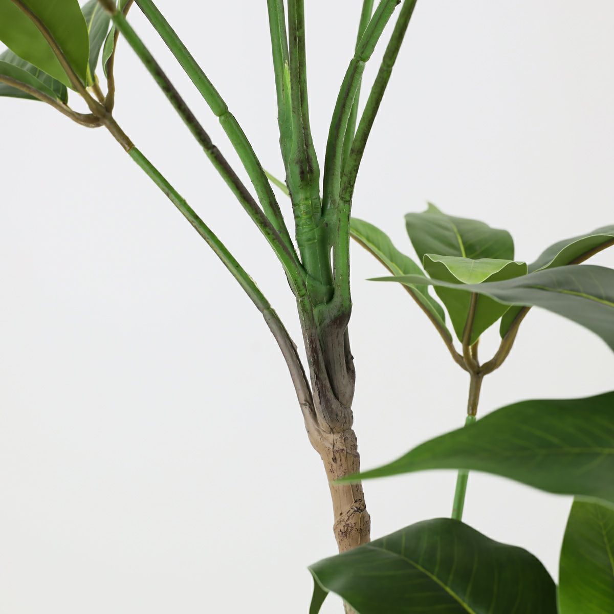 ツピタンサス フェイクグリーン [119]