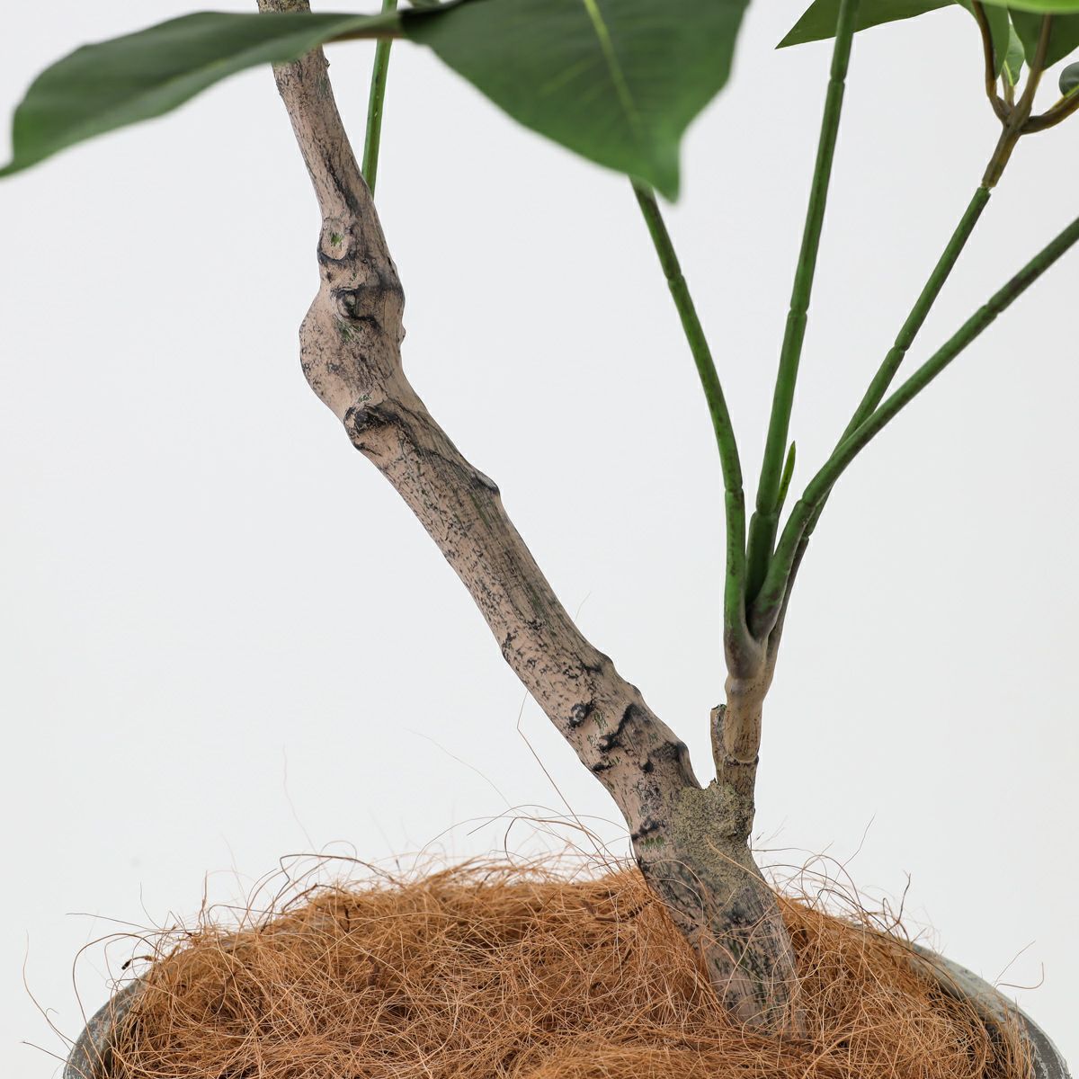 ツピタンサス フェイクグリーン [119]