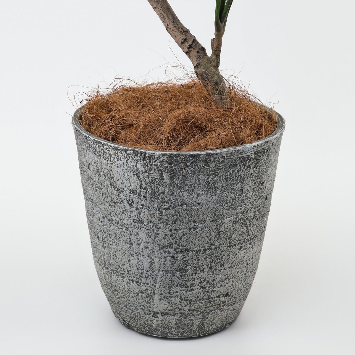 ツピタンサス フェイクグリーン [119]