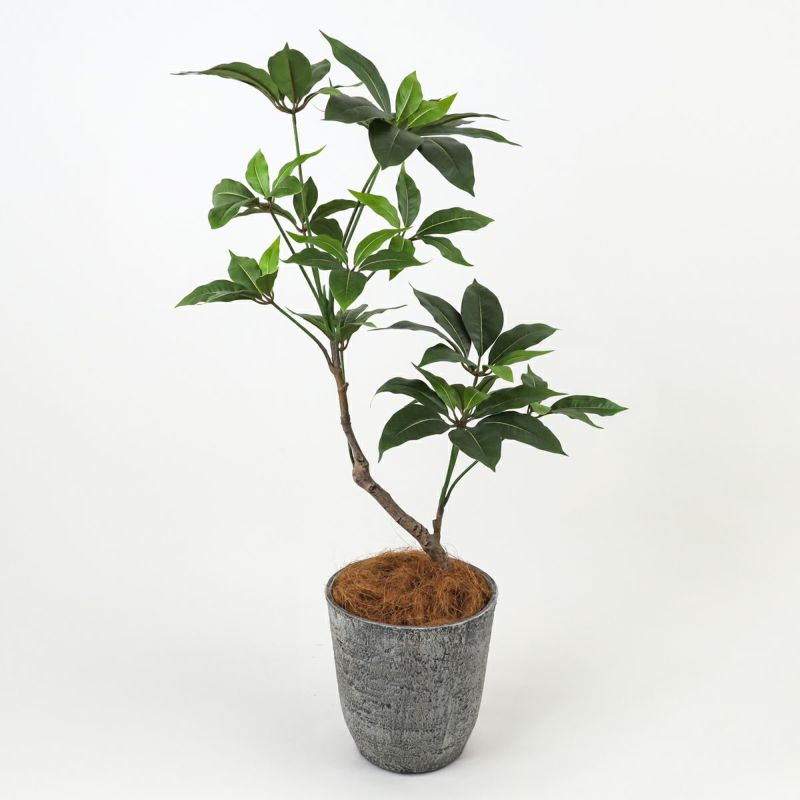 ツピタンサス フェイクグリーン [119]