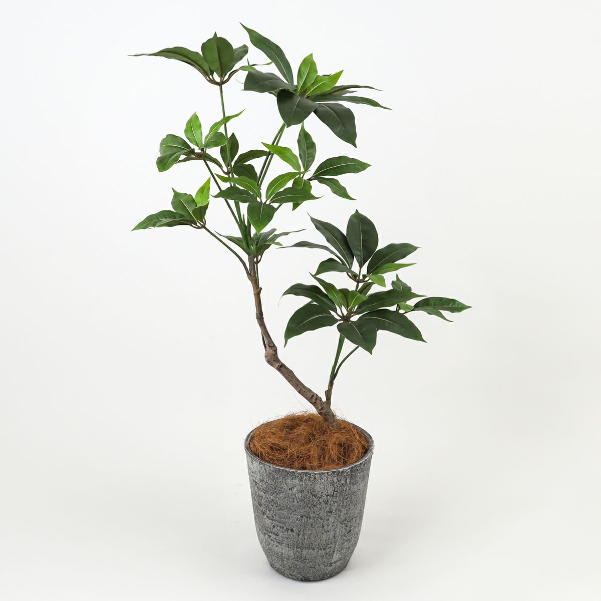 ツピタンサス フェイクグリーン [119]