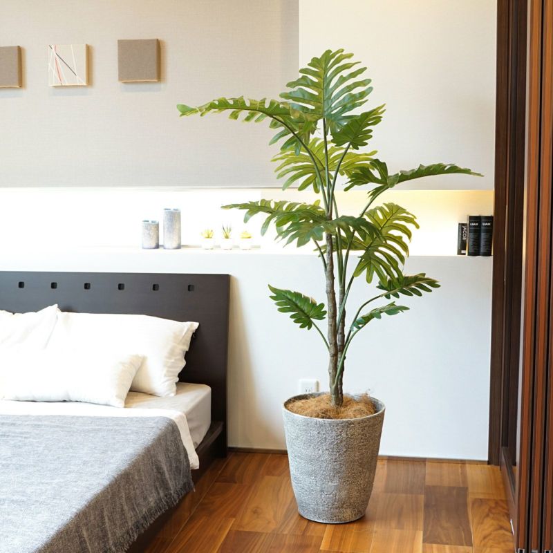  フィロデンドロン フェイクグリーン [83]