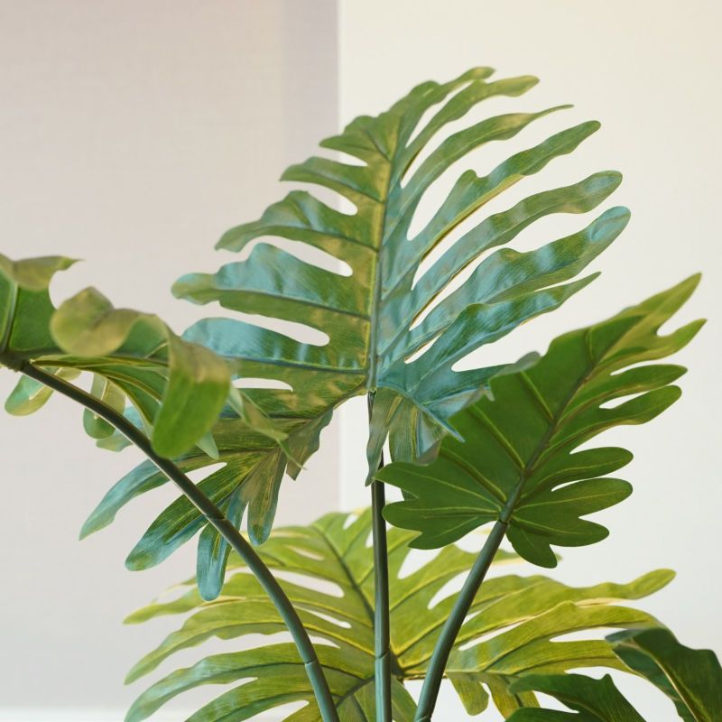  フィロデンドロン フェイクグリーン [83]