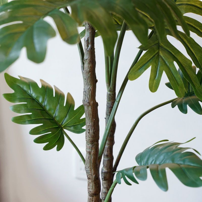  フィロデンドロン フェイクグリーン [83]