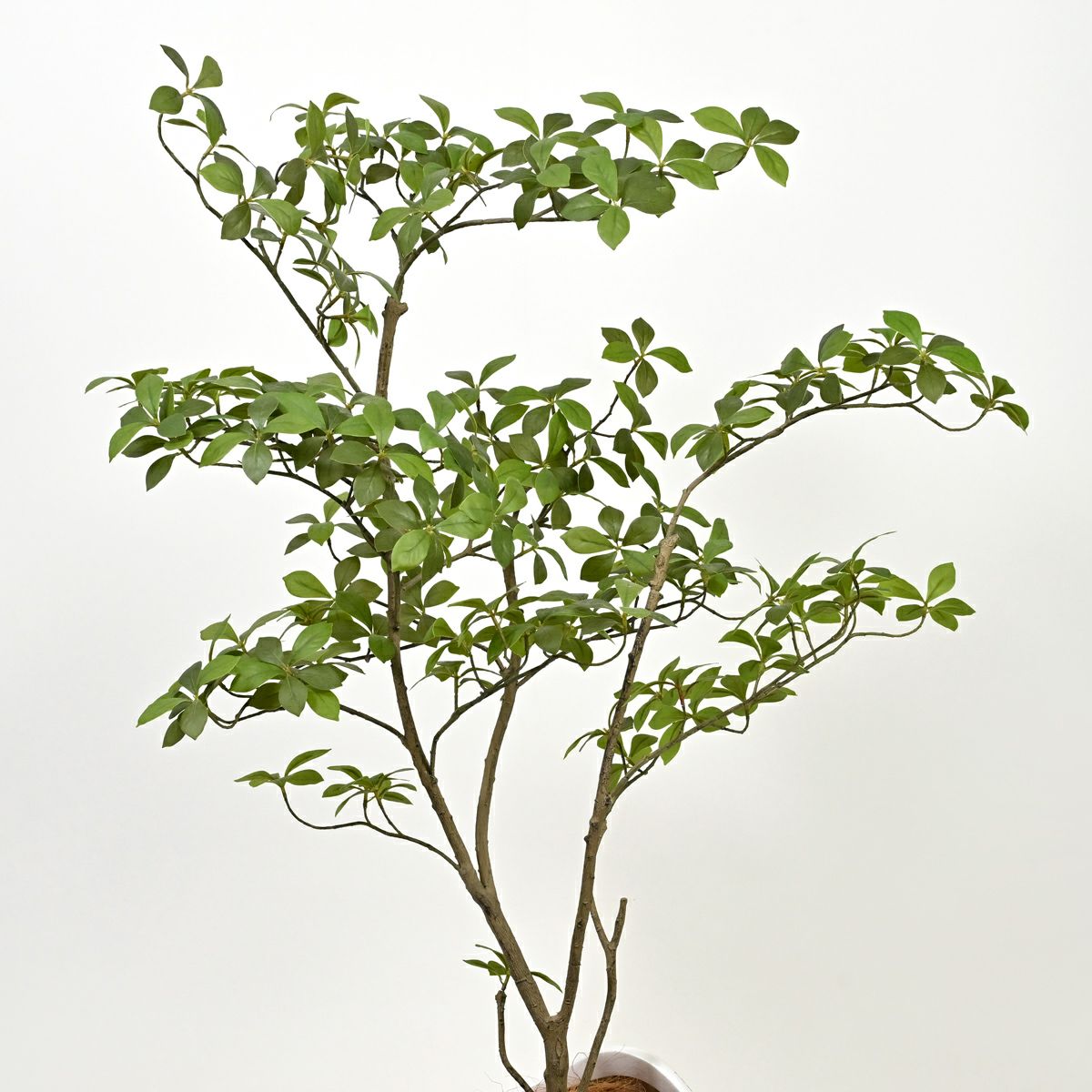 アーモンドツリー フェイクグリーン [122]