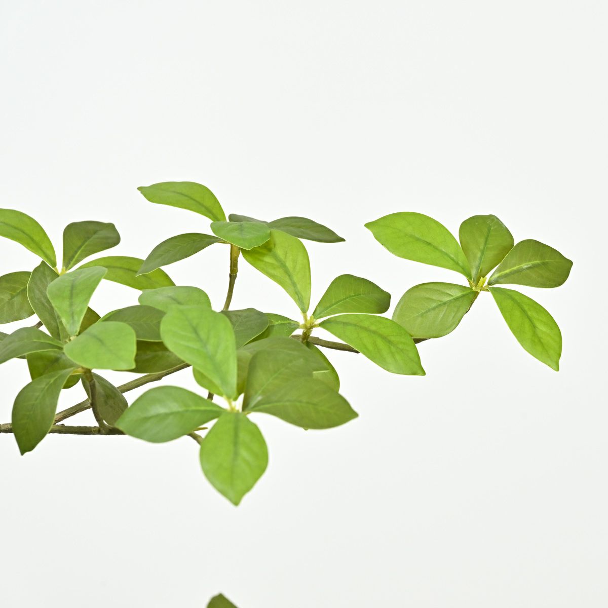 アーモンドツリー フェイクグリーン [122]