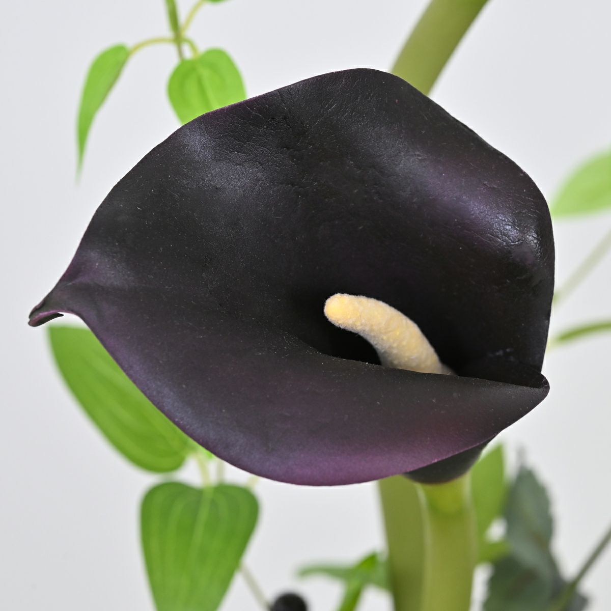 カラーリリー アレンジメント [52]