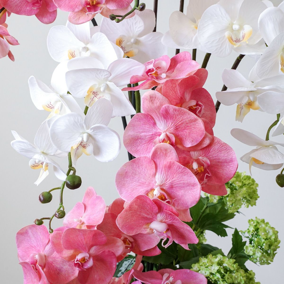 【特別価格】《信楽焼コレクション》 胡蝶蘭 アレンジメント