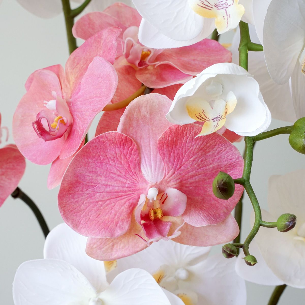 【特別価格】《信楽焼コレクション》 胡蝶蘭 アレンジメント