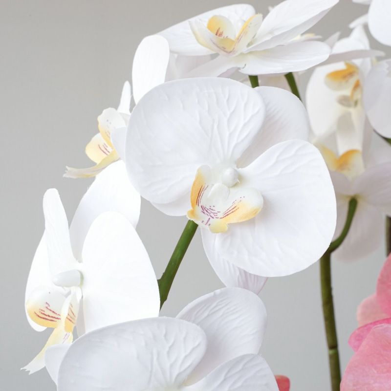 【特別価格】《信楽焼コレクション》 胡蝶蘭 アレンジメント