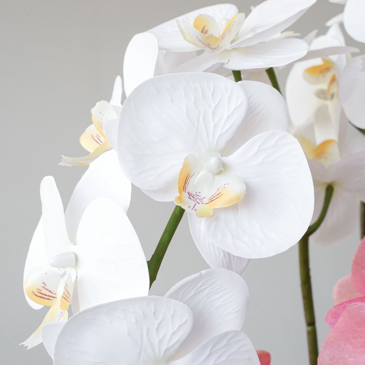 【特別価格】《信楽焼コレクション》 胡蝶蘭 アレンジメント