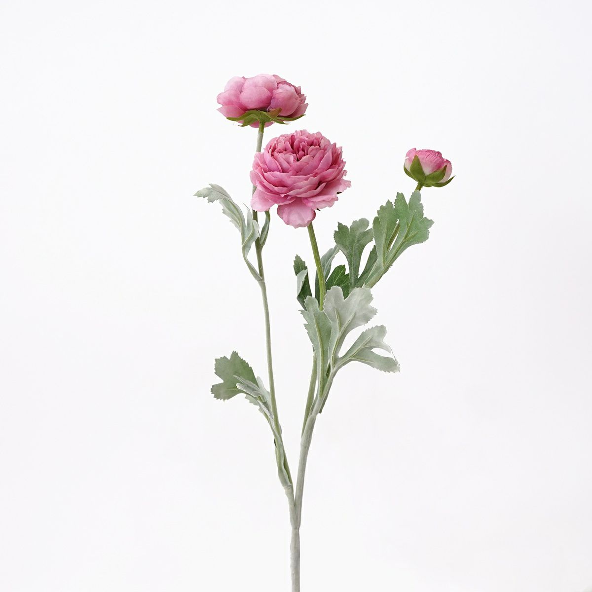 ラナンキュラス 全5色