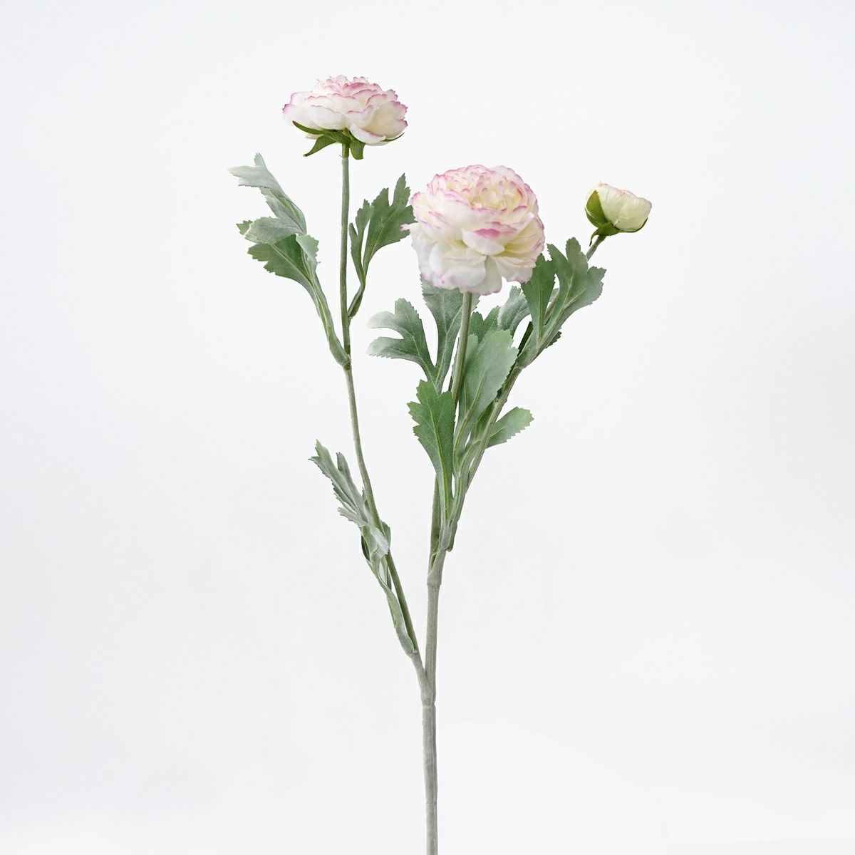 ラナンキュラス 全5色