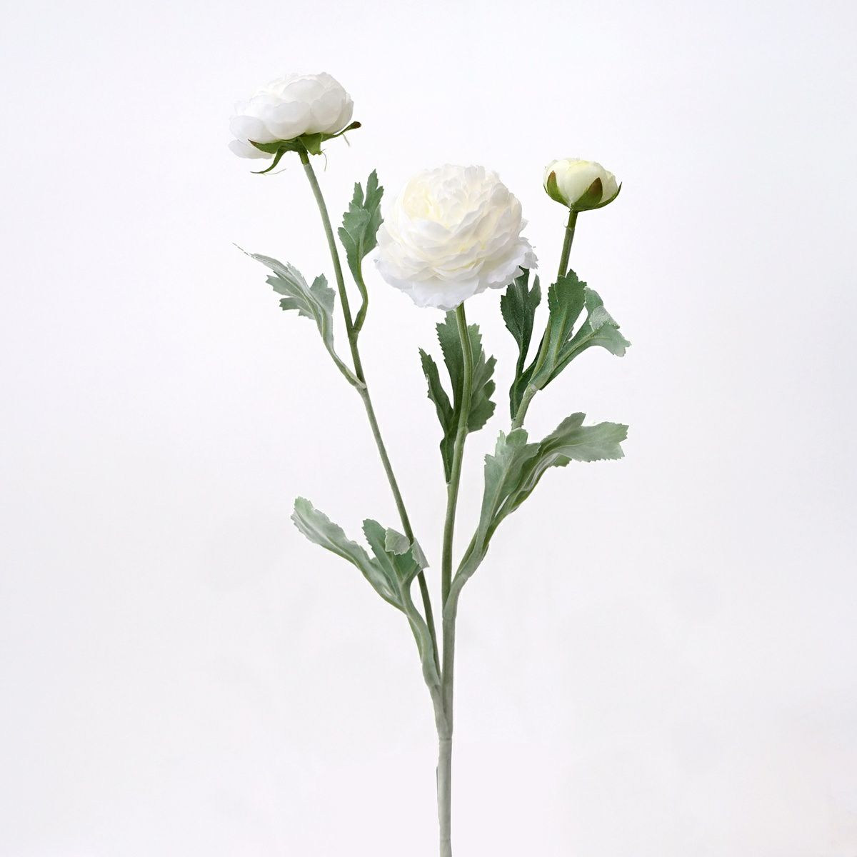 ラナンキュラス 全5色