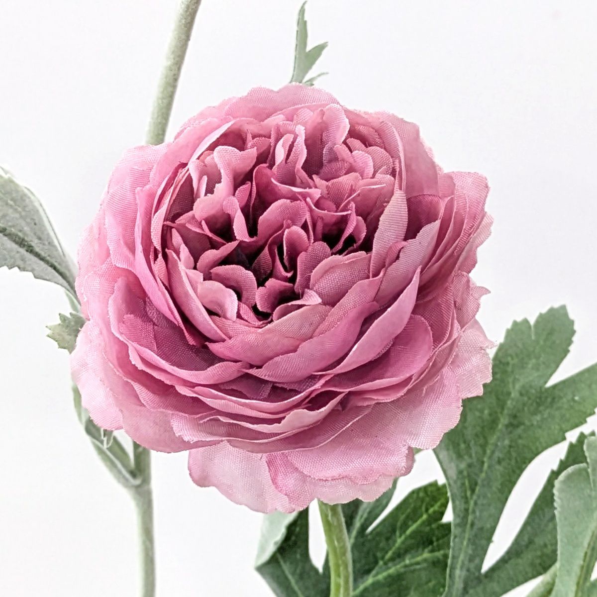 ラナンキュラス 全5色