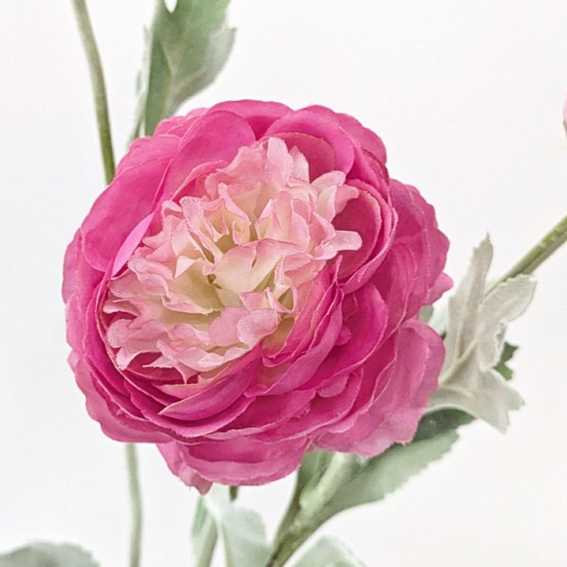 ラナンキュラス 全5色