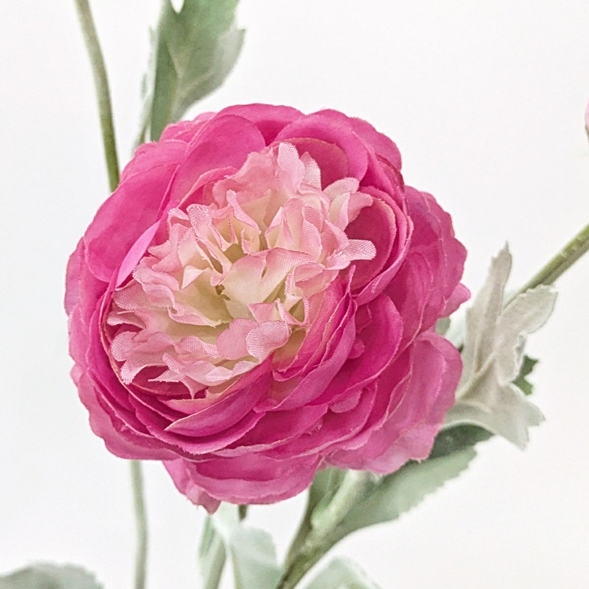 ラナンキュラス 全5色