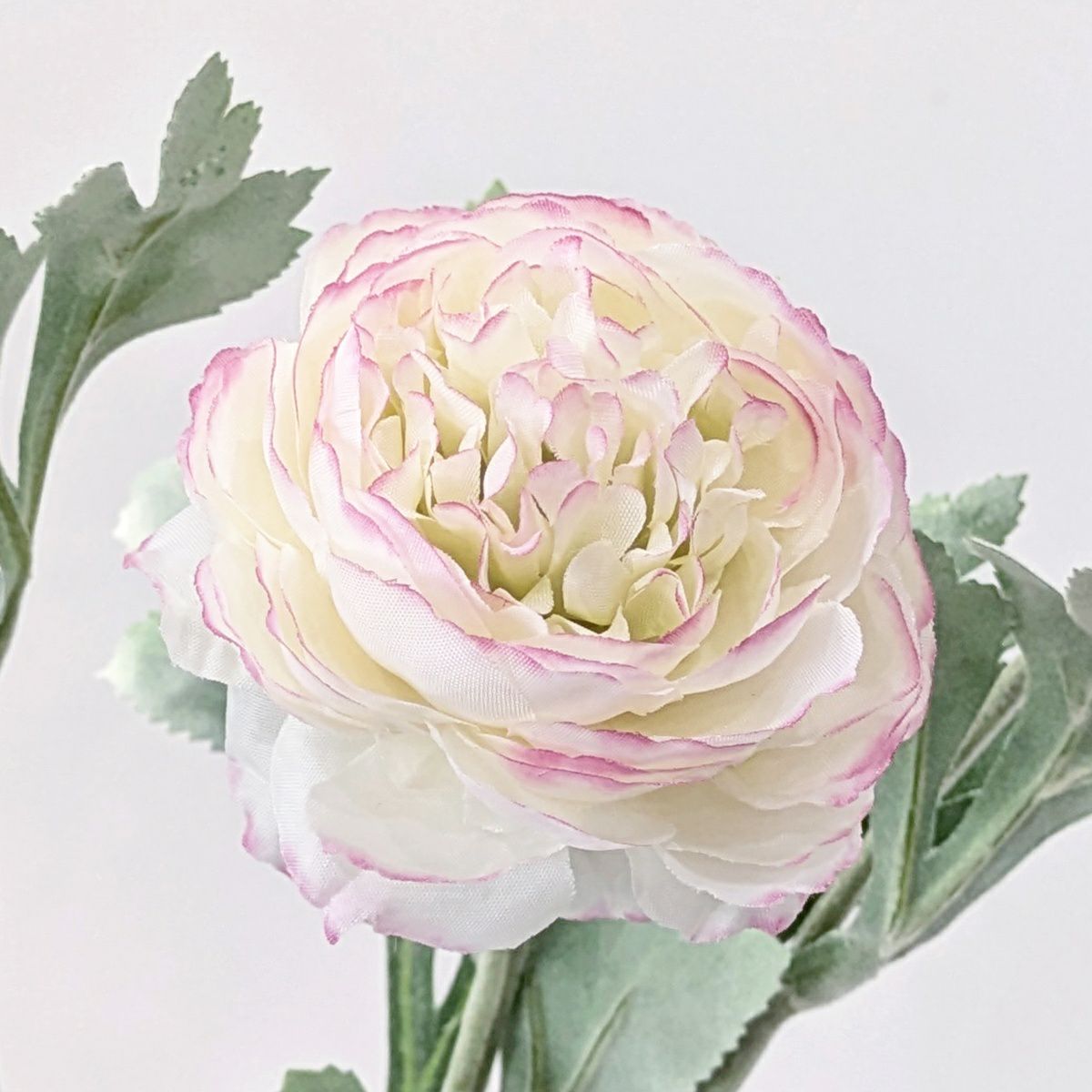 ラナンキュラス 全5色