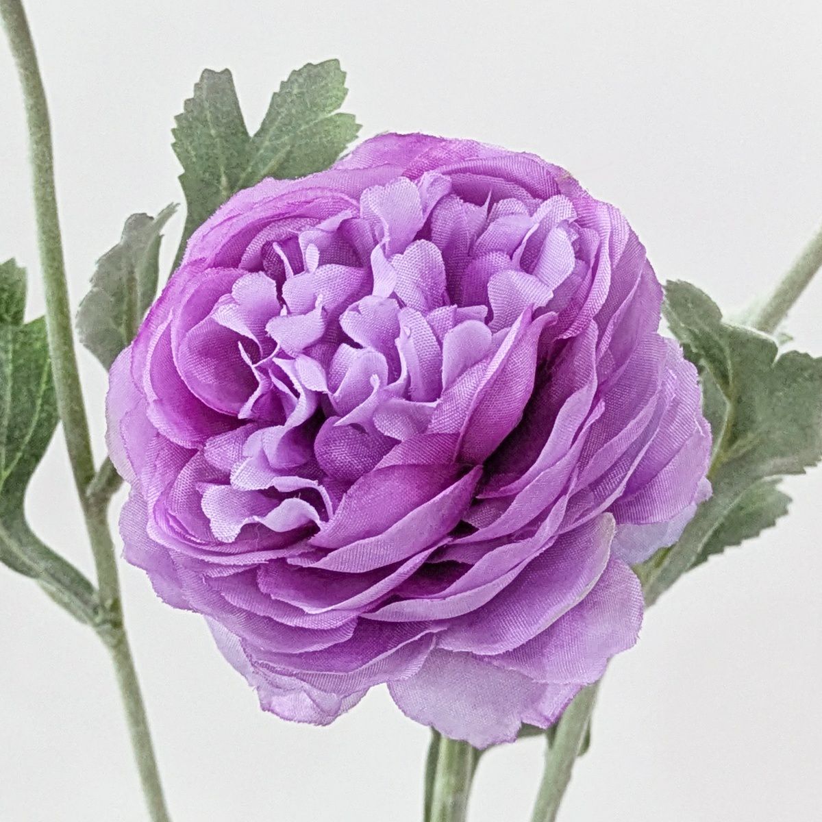 ラナンキュラス 全5色