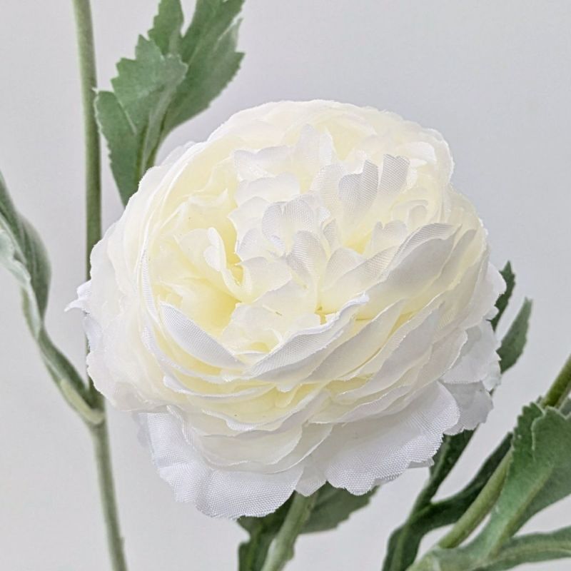 ラナンキュラス 全5色