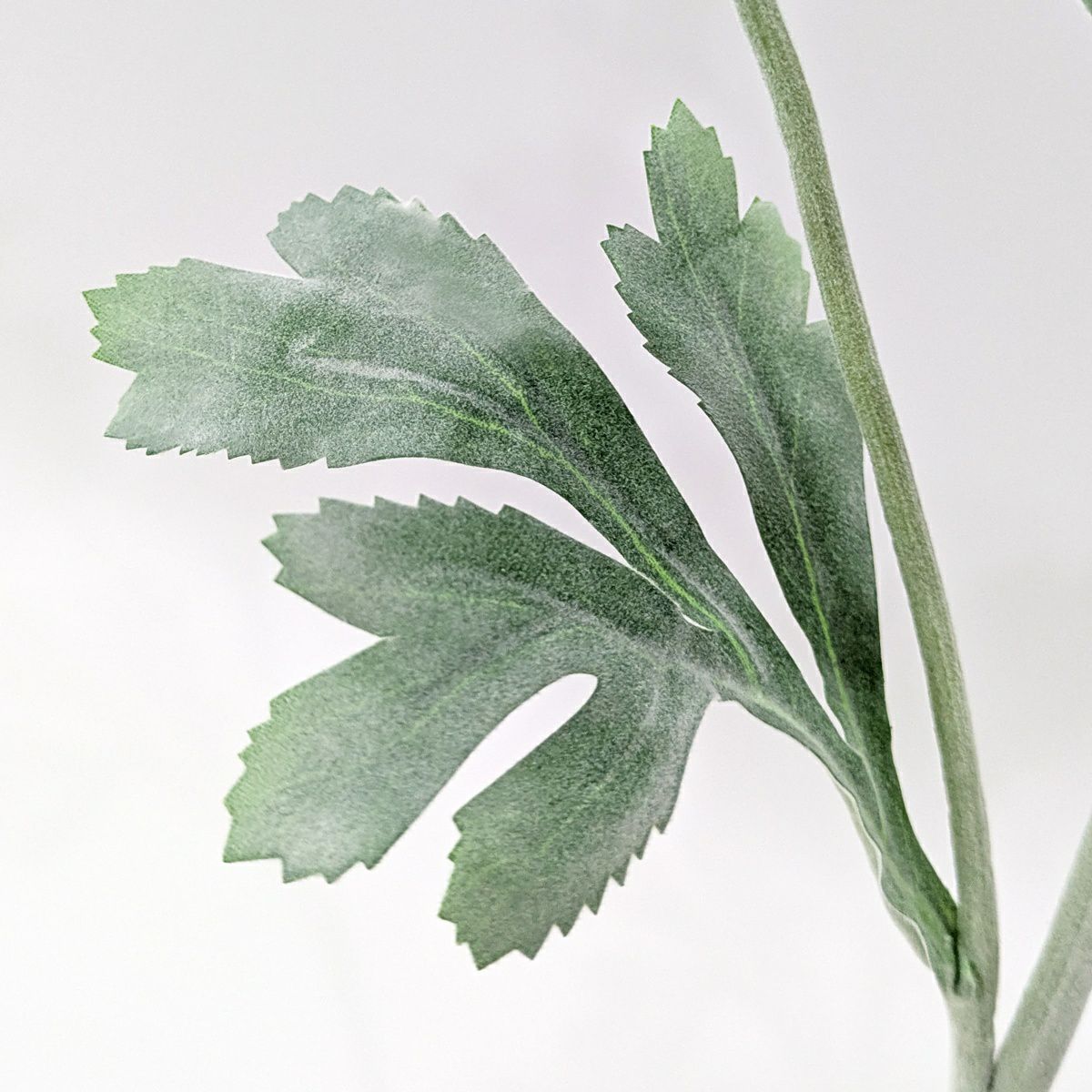 ラナンキュラス 全5色