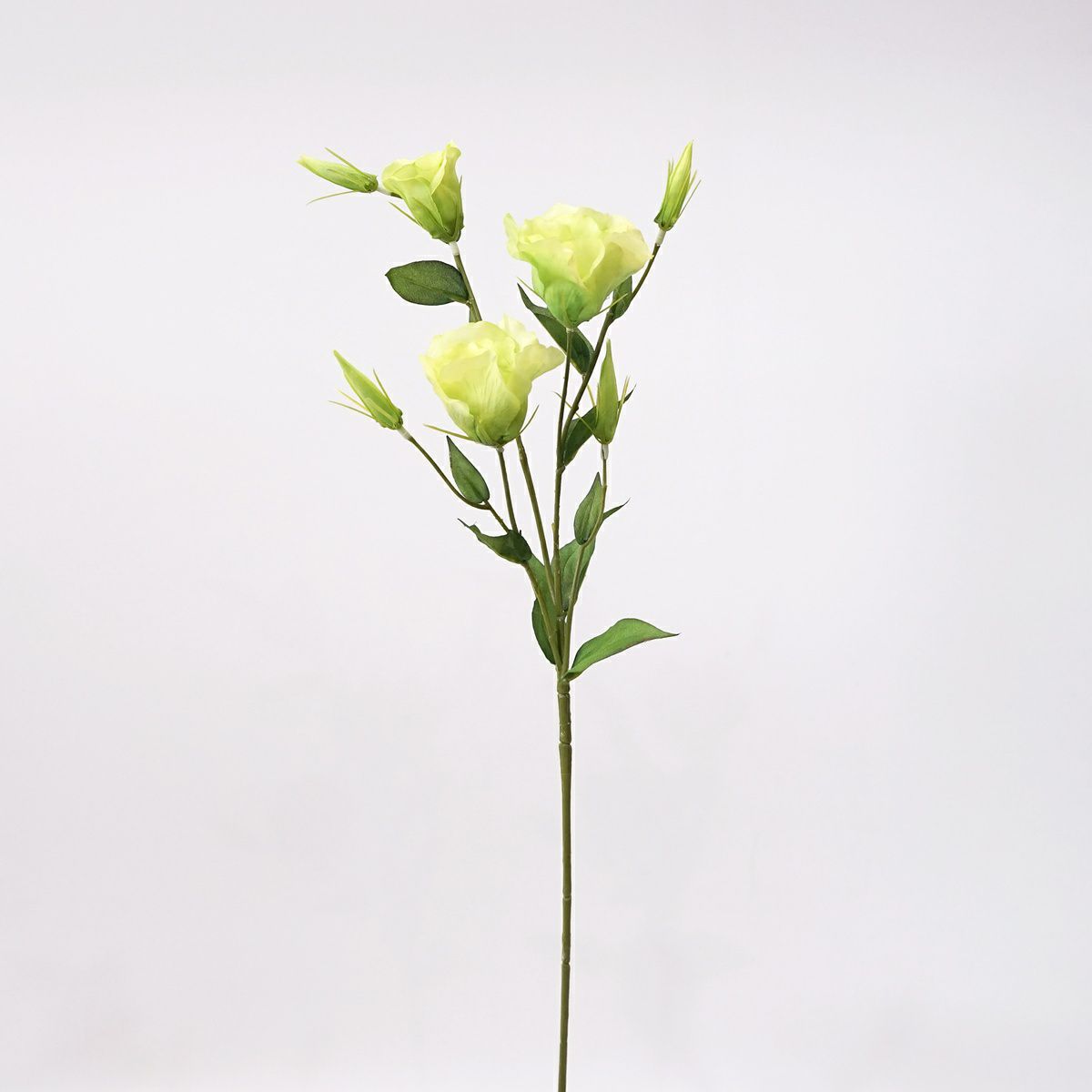 リシアンサス 全4色 H77cm 単品花材