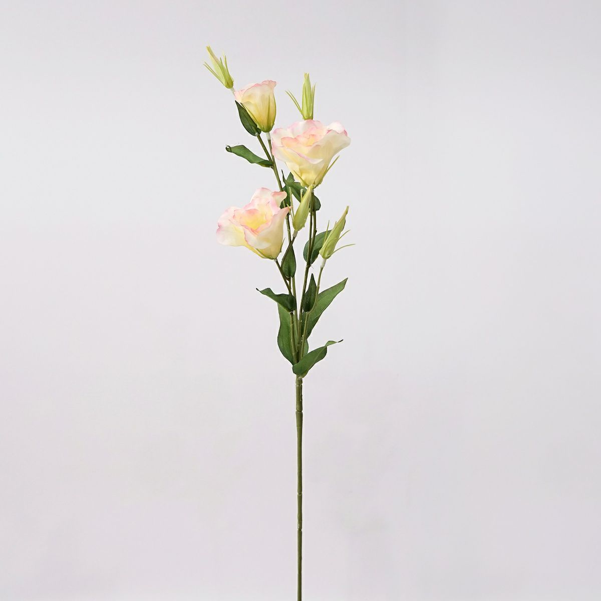 リシアンサス 全4色 H77cm 単品花材