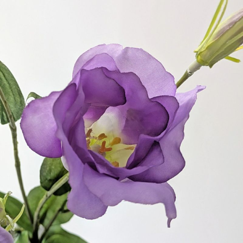 リシアンサス 全4色 H77cm 単品花材