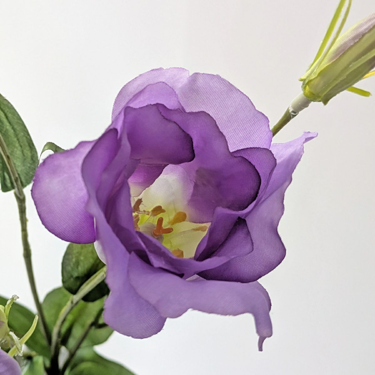 リシアンサス 全4色 H77cm 単品花材